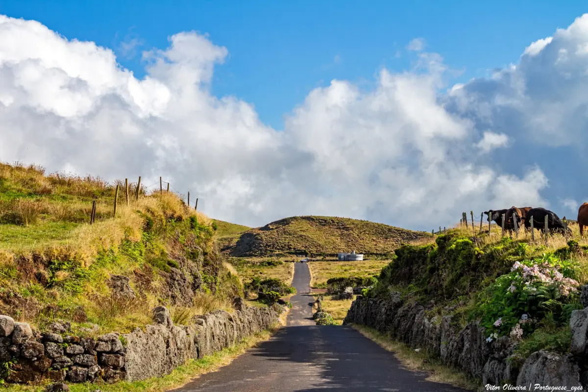 Narrow paved road between stone walls leading across Pico island