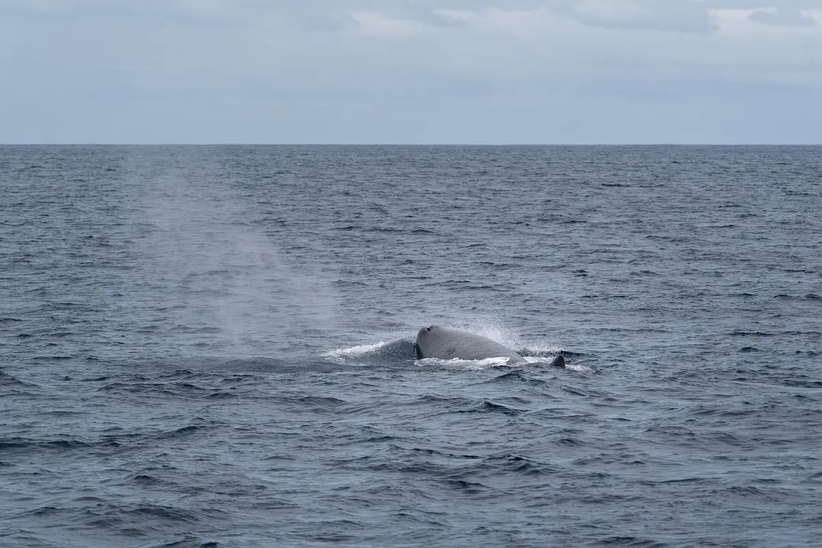 Sperm whale exhaling a spout of mist on the ocean surface