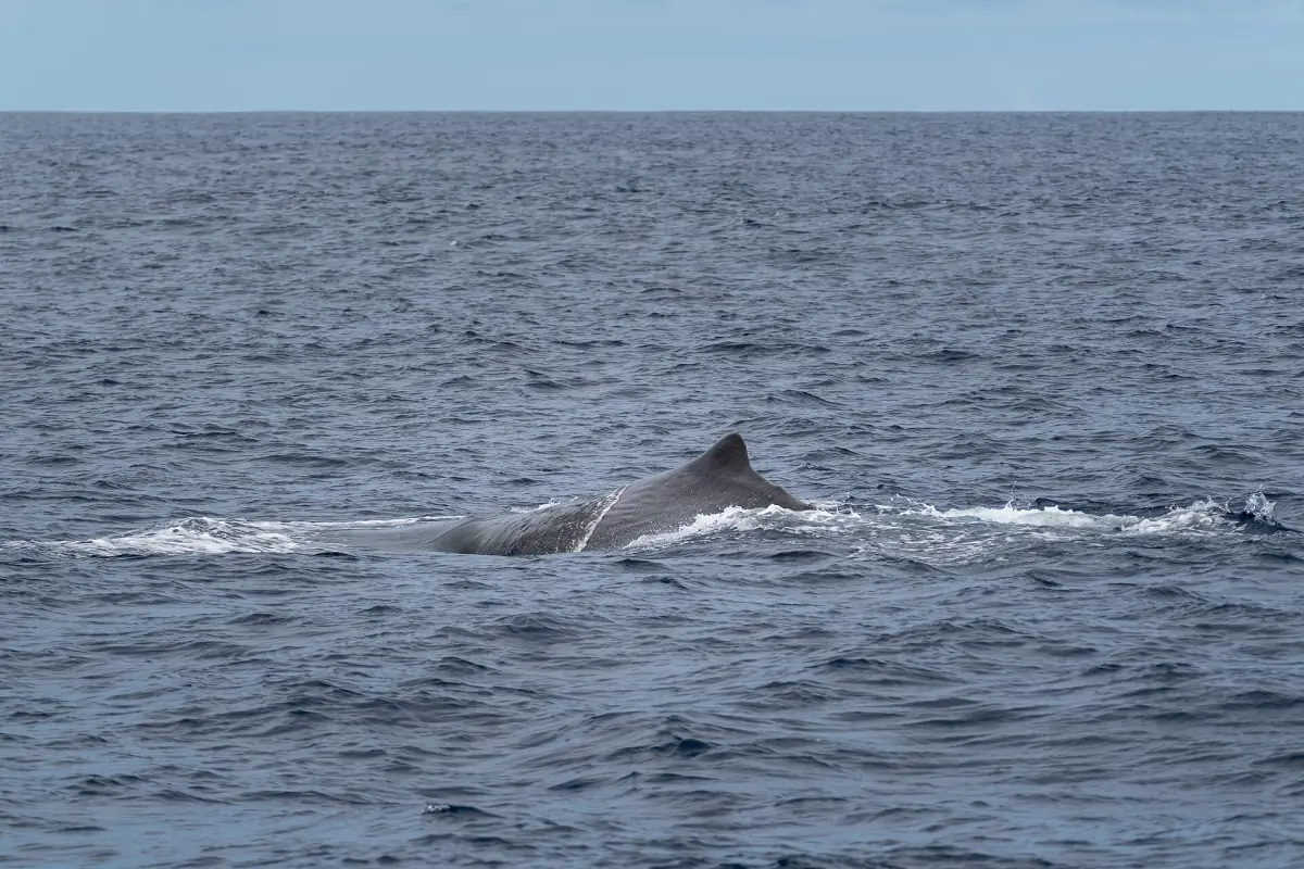 Sperm whale surfacing with its back above the grey Atlantic water