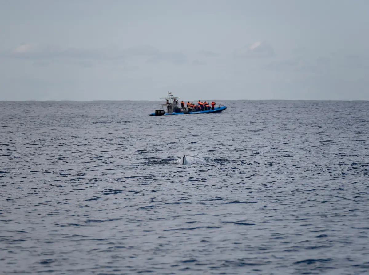 Small whale watching boat on the open Atlantic near a sperm whale